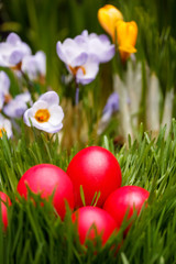 Red Easter eggs