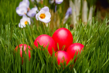 Fototapeta na wymiar Red Easter eggs