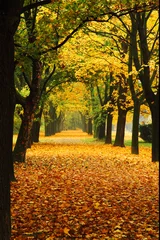 Photo sur Plexiglas Arbres automne orange dans le parc