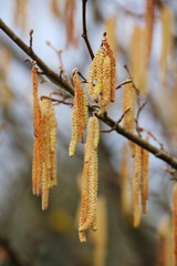 Naklejka premium Haselblüte / Haselkätzchen (Corylus avellana)