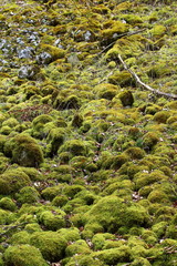 mit Moos bewachsene Steine im Wolfstal (b Lauterach)