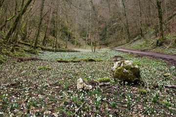 Märzenbecherblüte (Leucojum v.) im Wolfstal (b Lauterach)