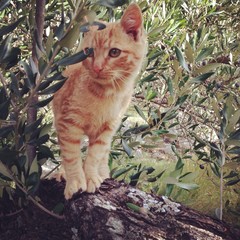Baby cat on tree © MaZvone