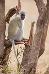 Vervet monkey sit on branch while forage for food in nature