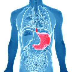 Human abdomen organs with highlighted stomach - obrazy, fototapety, plakaty