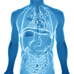 3d  medical illustration of the human anatomy
