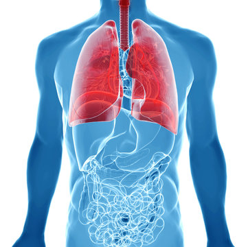 anatomy of human lungs in x-ray view