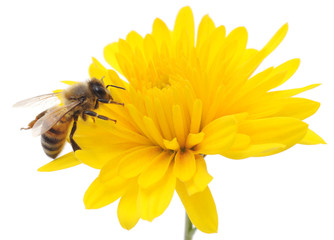 Honeybee and yellow flower - obrazy, fototapety, plakaty