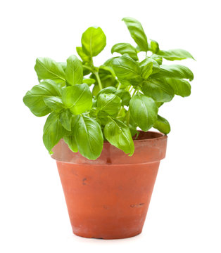 basil plants