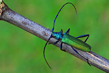 Aromia moschata longhorn beetle