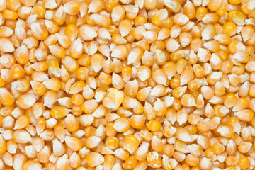 Corn seeds