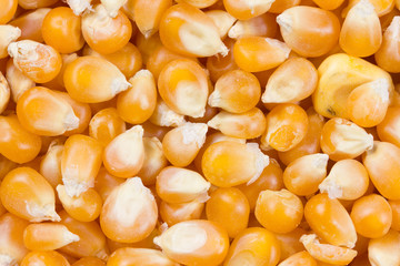 Corn seeds