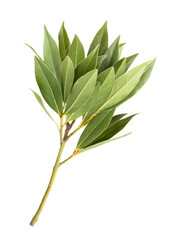 bay leaf