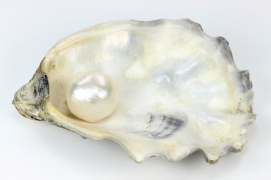 Auster mit Perle