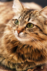 Naklejka premium nice cat