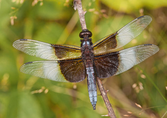 Widow Skimmer Dragonfly
