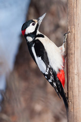 Great spotted woodpecker in the garden