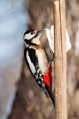 Great spotted woodpecker eating fat in the garden