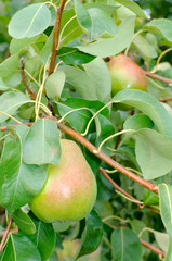 Two Pears Hanging on the Branch