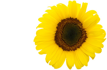 Fototapeta premium One Isolated Sunflower Head
