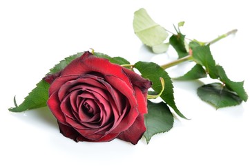 Naklejka premium Red rose on the white