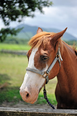 Fototapeta premium 馬のポートレート