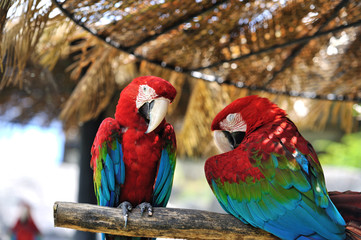 アカコンゴウインコ