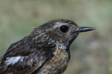 Tarabilla común, Saxicola torquata