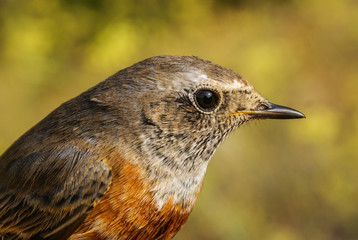 Colirrojo real, Phoenicurus phoenicurus