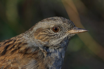 Acentor común, Prunella modularis