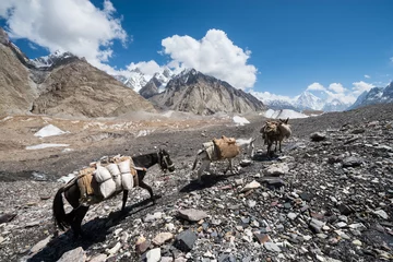Papier Peint photo K2 Pack horse and donkey walking in Karakoram mountain, Pakistan.