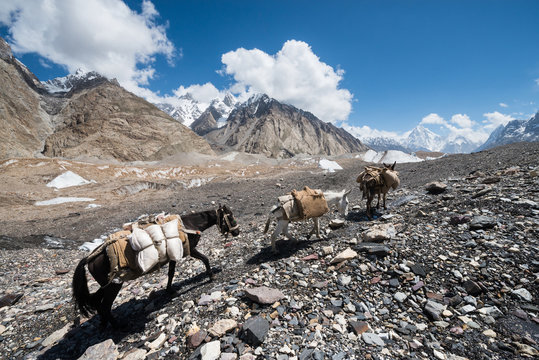 Pack horse and donkey walking in Karakoram mountain, Pakistan.