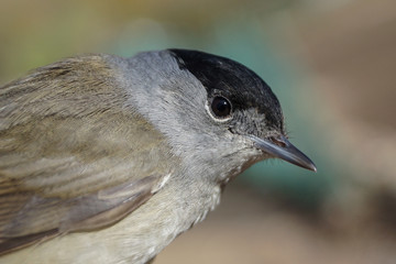 Curruca capirotada, Sylvia atricapilla