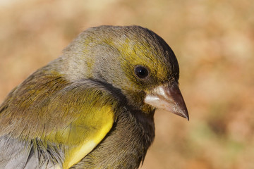 Verderón común, Carduelis chloris