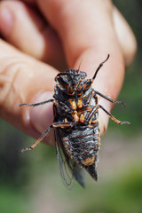 Cigarra, Tibicina quadrisignata