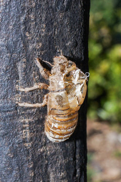 Exuvia de cigarra, Tibicina quadrisignata