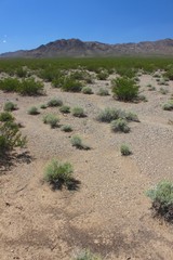 Mojave Desert Southern California