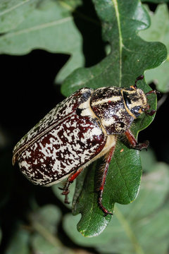 Escarabajo batanero, Polyphylla fullo
