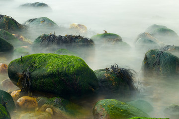 mossy ocean rocks in mist