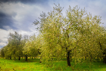 Olive trees in Tuscany