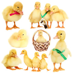 Little ducklings isolated on white