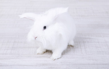 White cute rabbit, close up