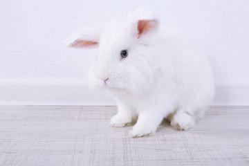 White cute rabbit, close up