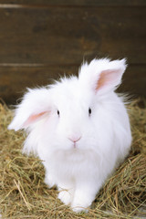 White cute rabbit with apples on hay