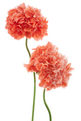 Fototapeta premium MAK