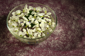 Beautiful snowdrops glass bowl with water, on purple background