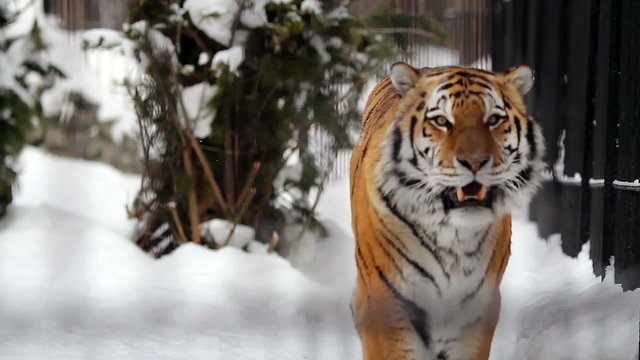 Portrait of Amur tiger walking around the cage