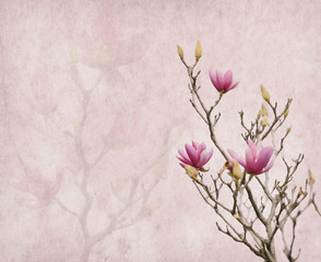 Pink magnolia flowers on old paper background