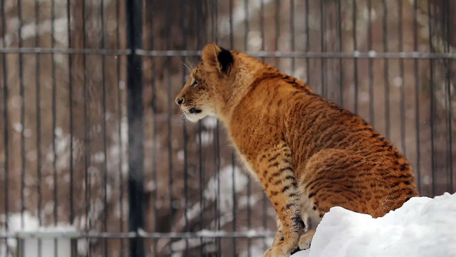 Portrait of a baby liger (liliger)