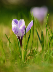 Crocus flower bloom in the field